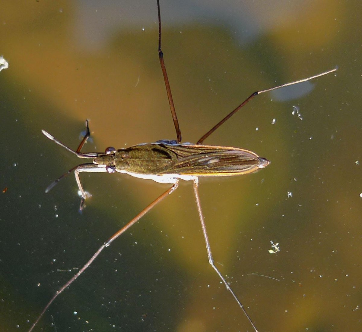 Стрекоза Дарнера