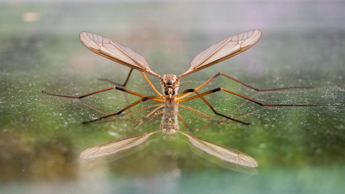 Насекомые около воды