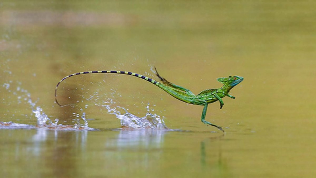 Насекомые под дождем