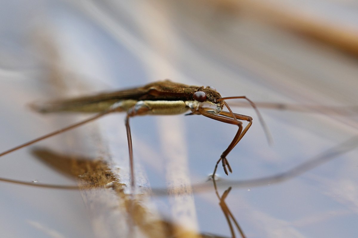 Водомерка Прудовая сверк