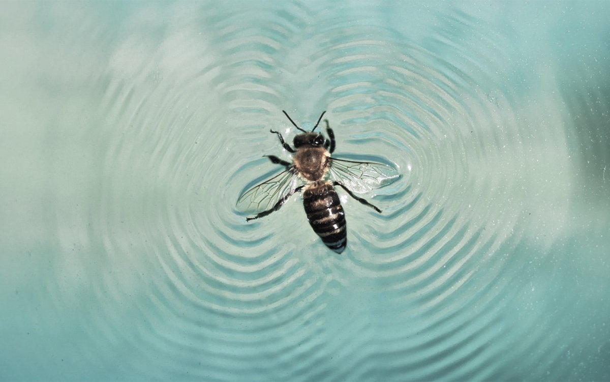 Василиск шлемоносный