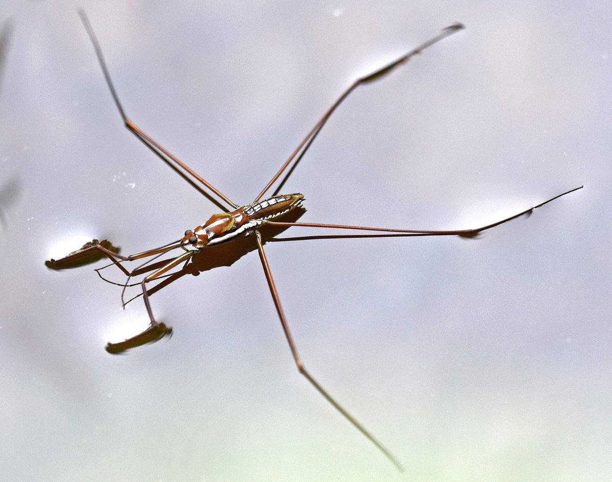 Водяной паук Водомерка