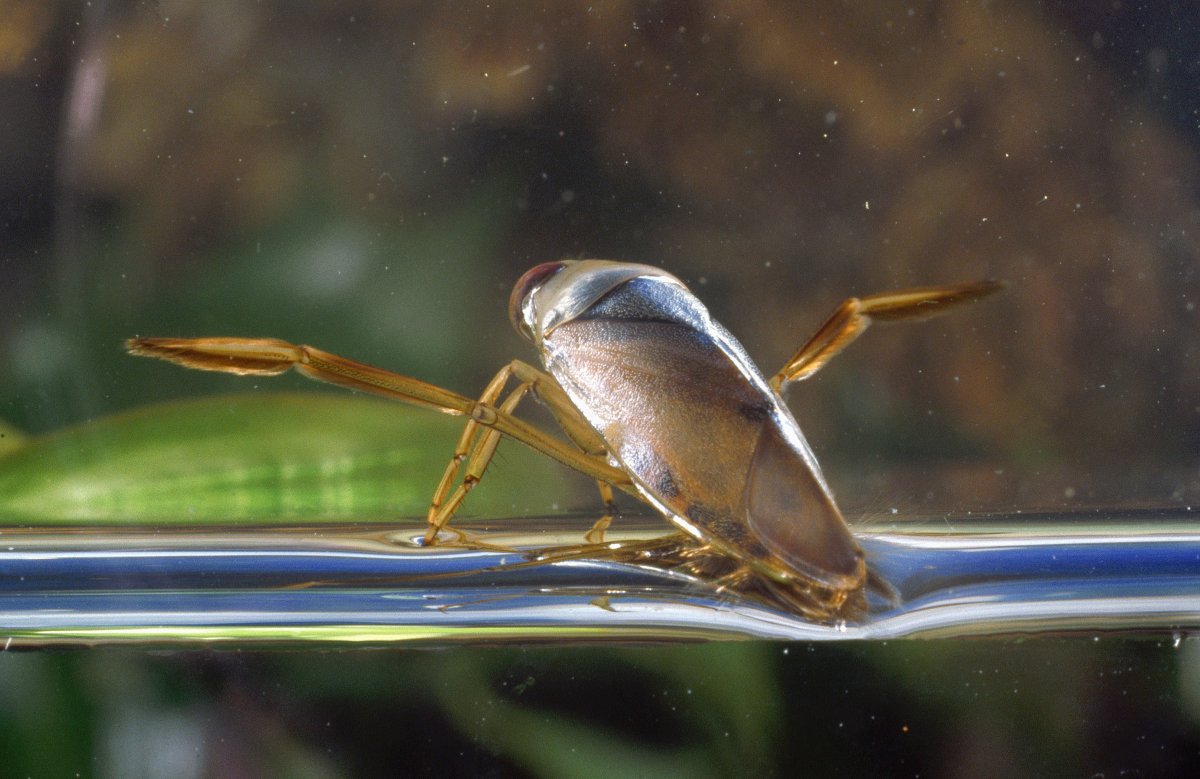 Жаба прыгает в воду