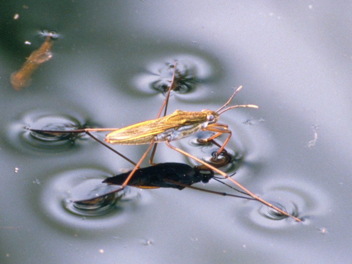 Жук Водомерка