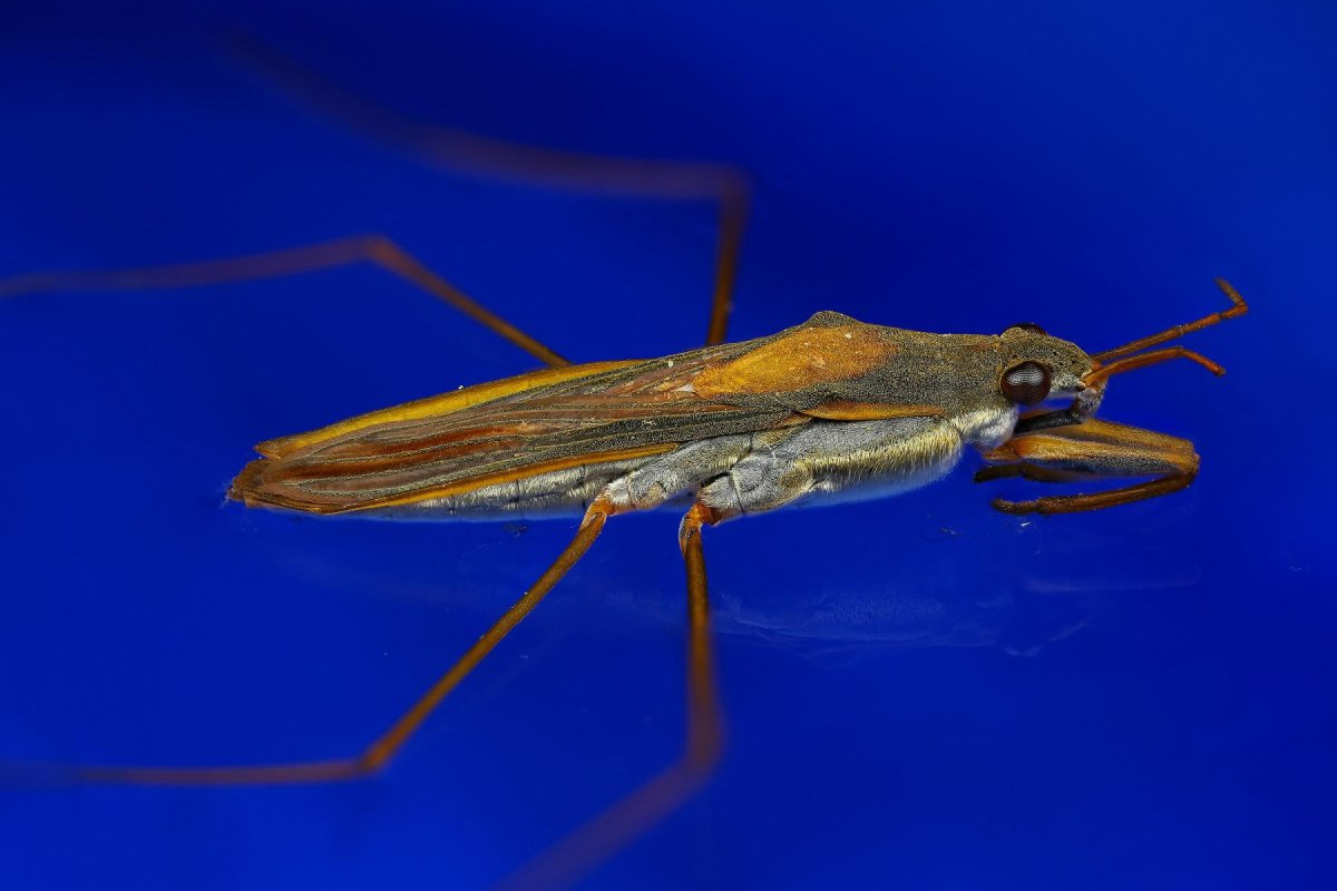 Жук плавунец