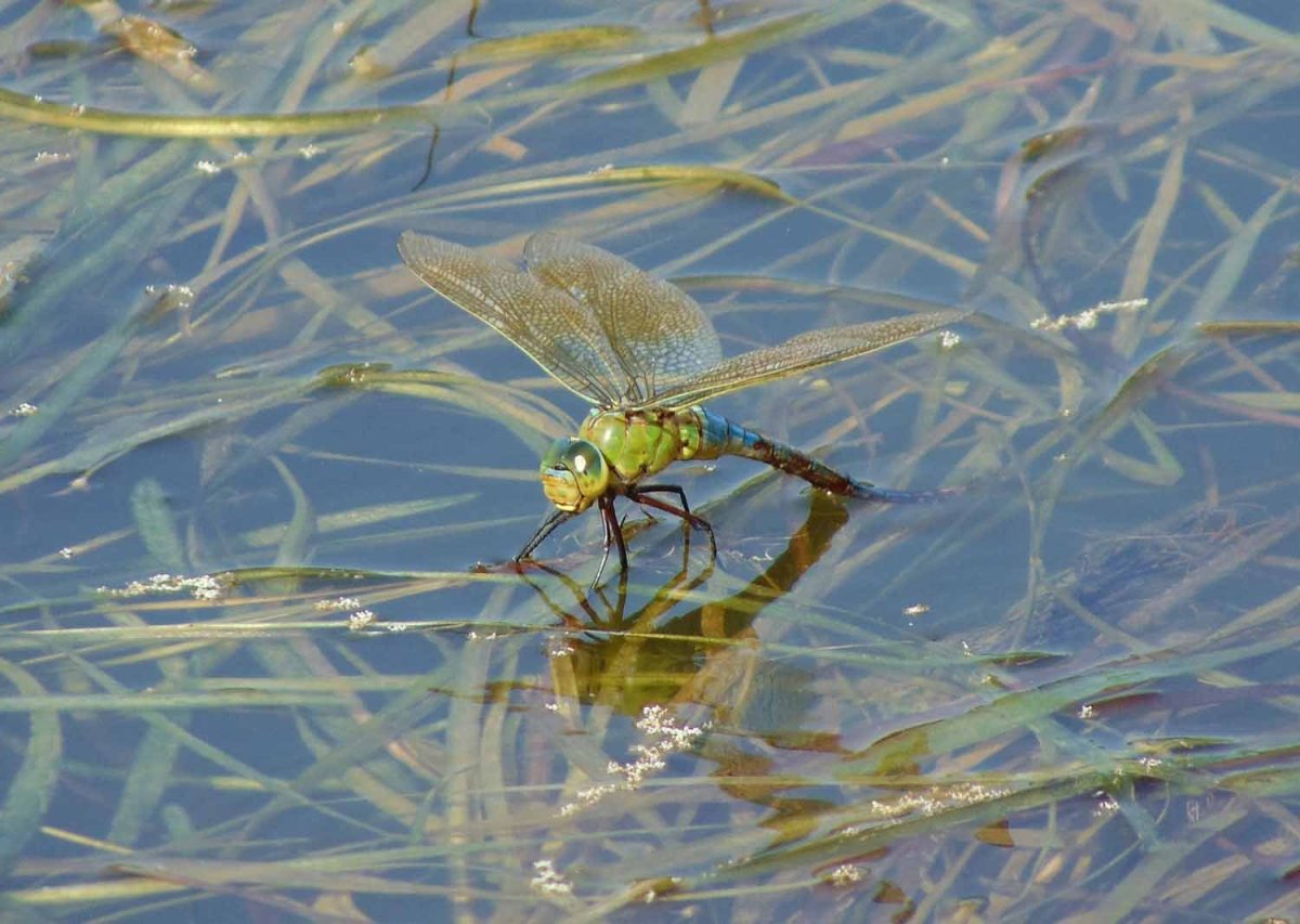 Насекомые обитатели водоемов