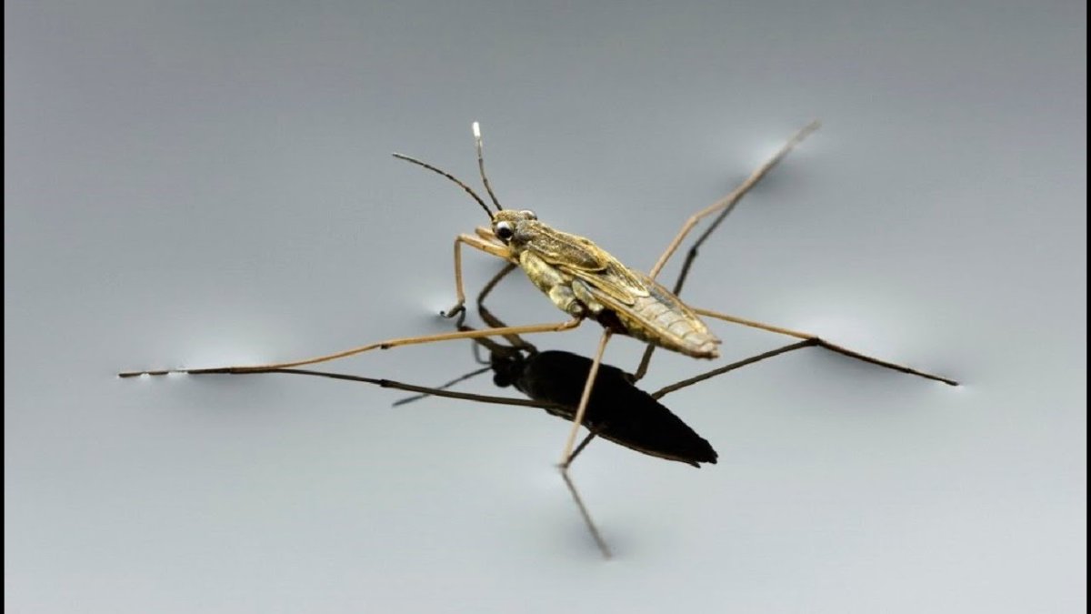 Gerris lacustris – Водомерка Прудовая