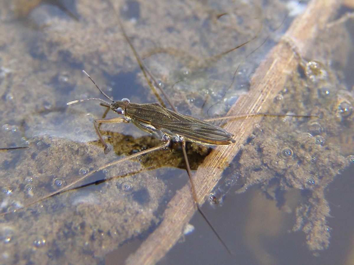 Яйца Стрекозы