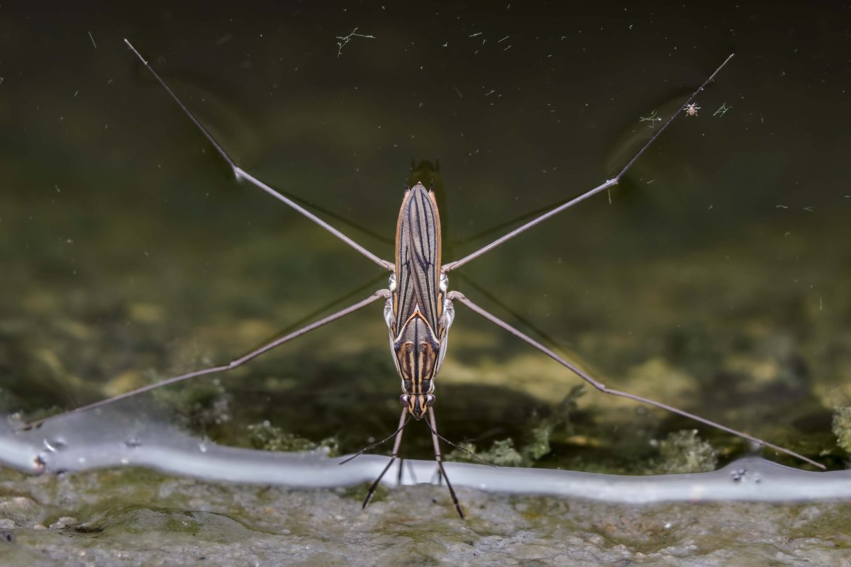 Водомерка с крыльями