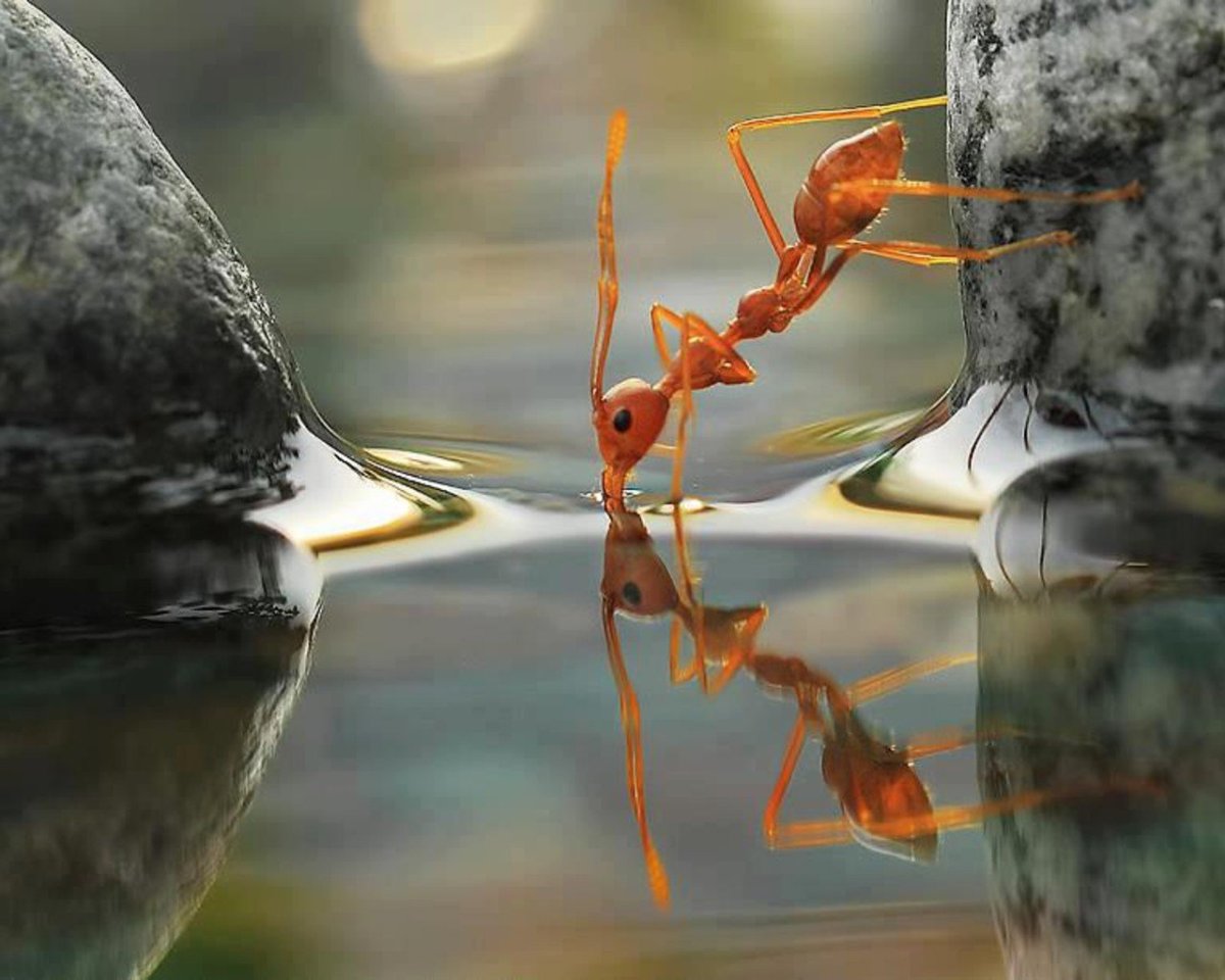 Лягушки в прыжке за комаром