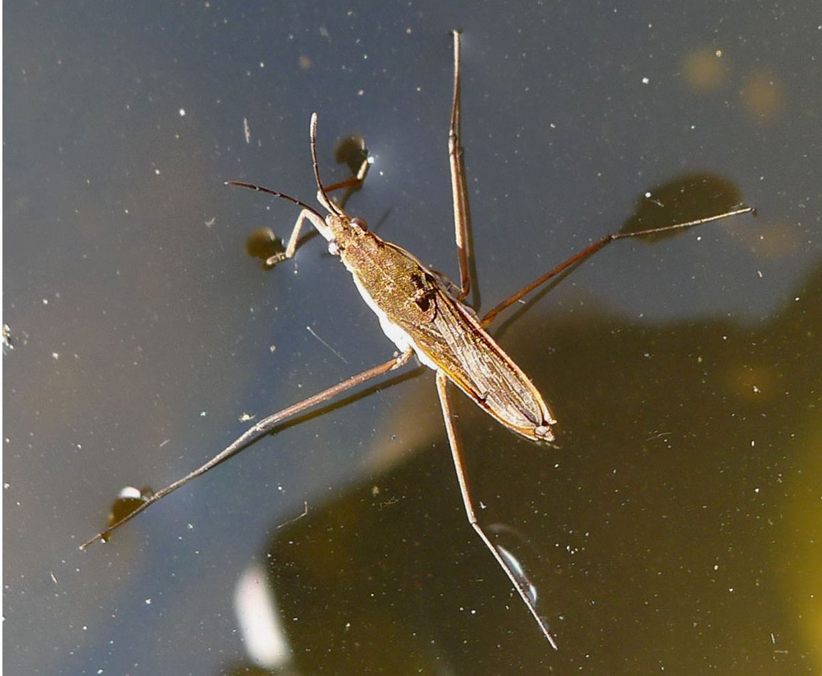 Насекомые клоп Водомерка