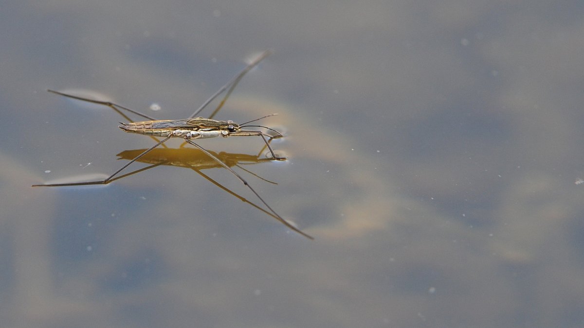 Клоп Водомерка
