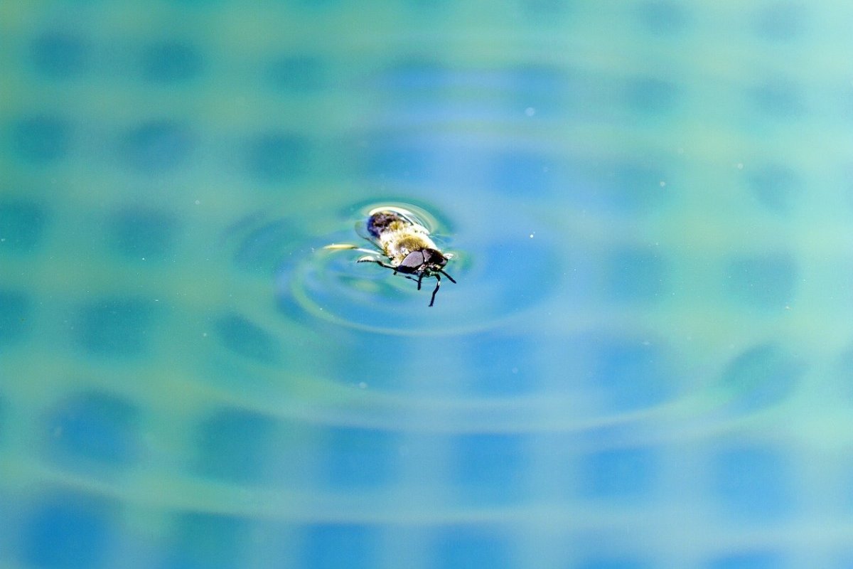 Стрекоза у водоема