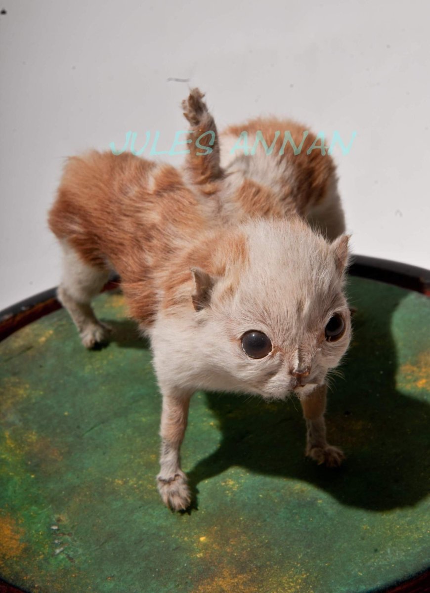 Сиамские Близнецы у животных