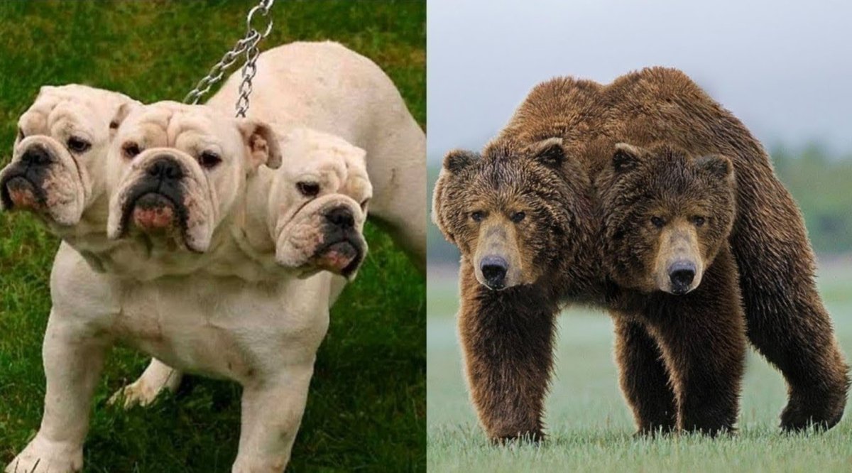 Трехголовые животные