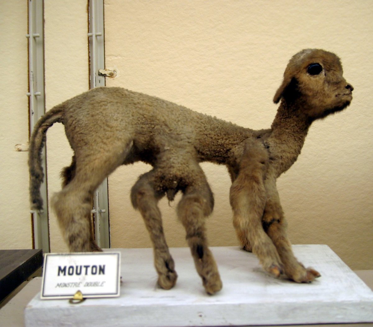 Сиамские Близнецы животные