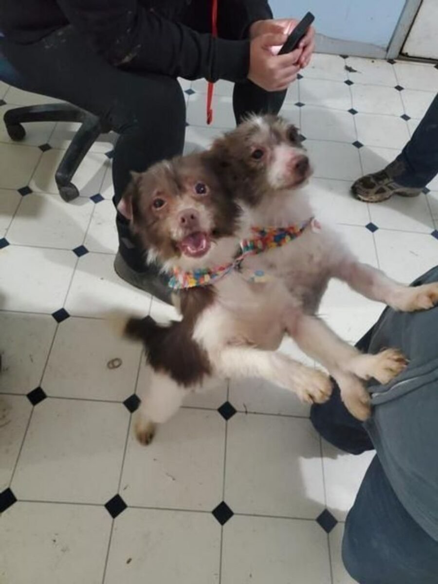 Сиамские Близнецы слоны