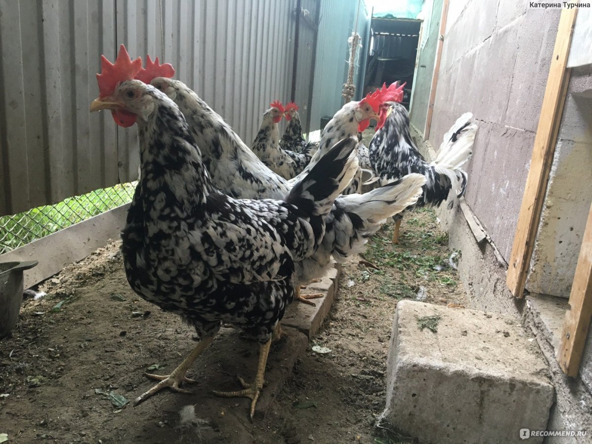 Несушка Леггорн белый