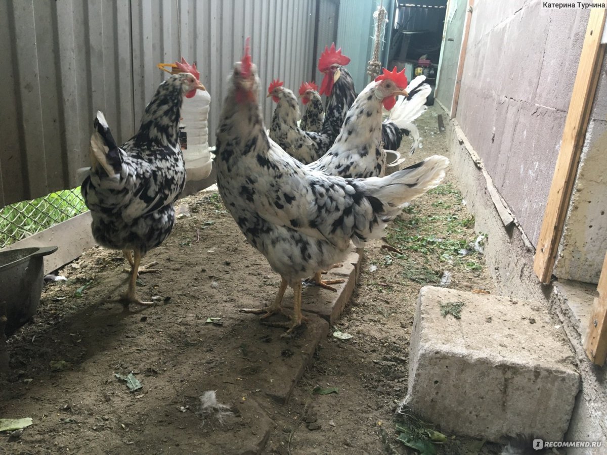 Куры Леггорн Изабелла
