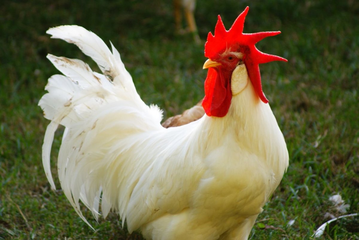 Куры Леггорн далматинец