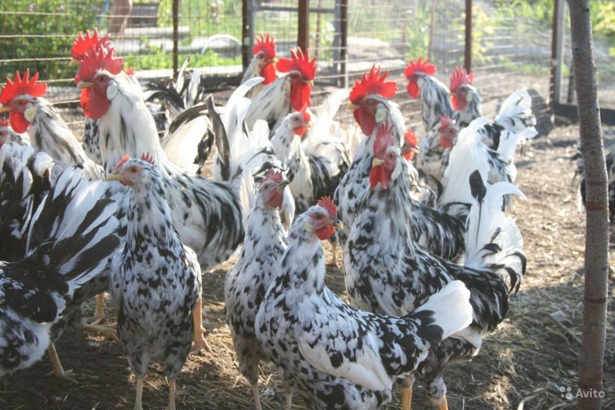 Леггорн далматинец