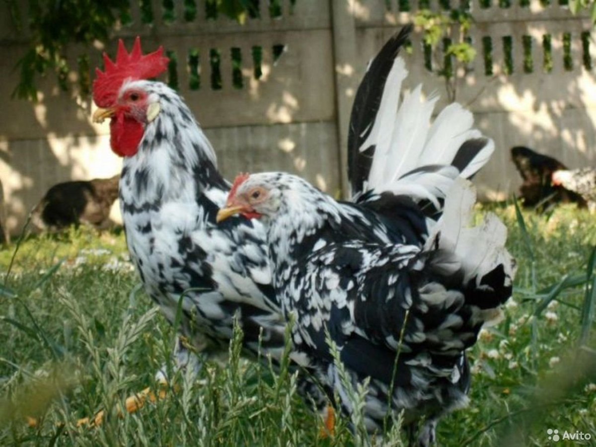 Леггорн белый стандарт