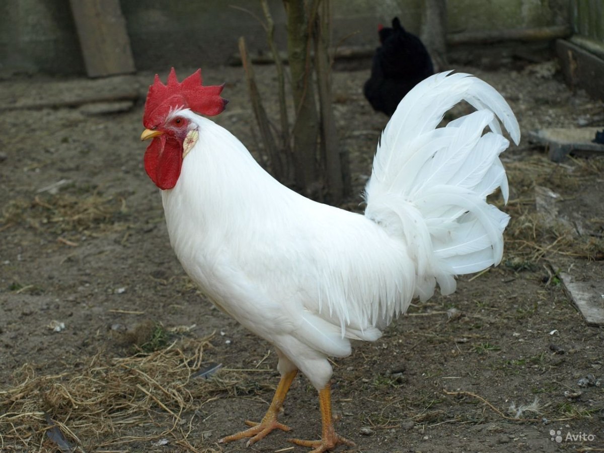 Леггорн Изабелла