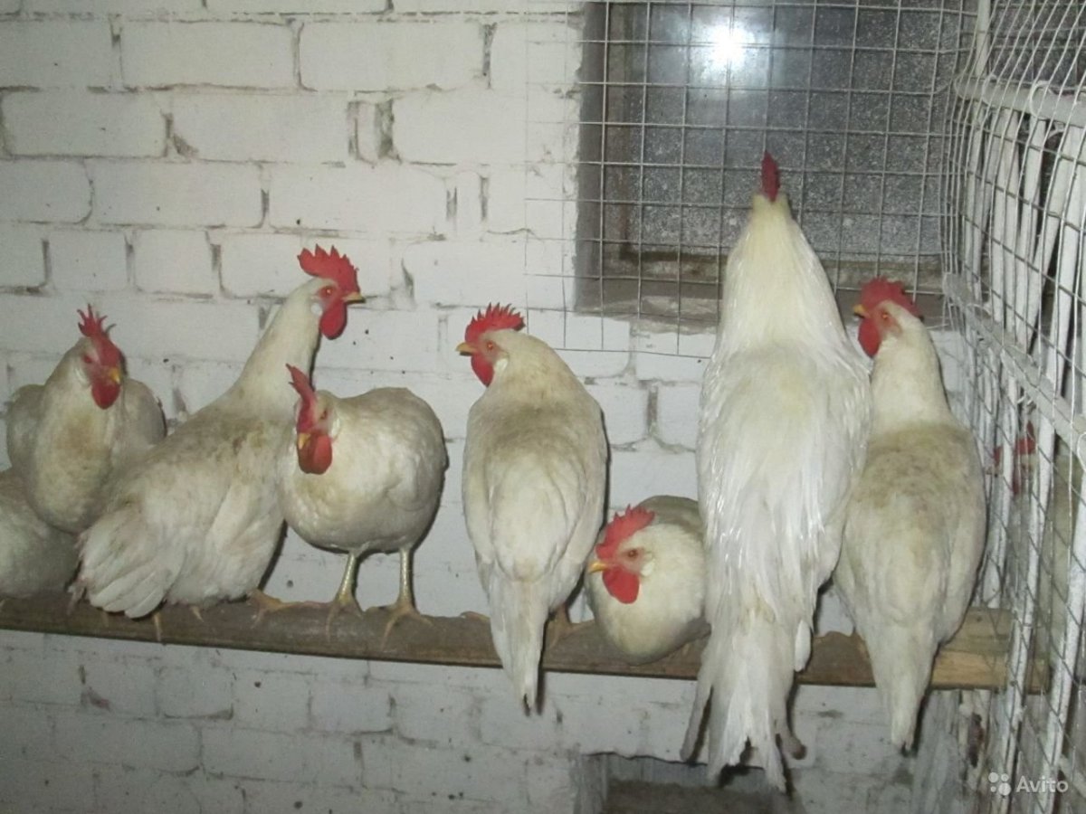 Куры Брекель серебристый