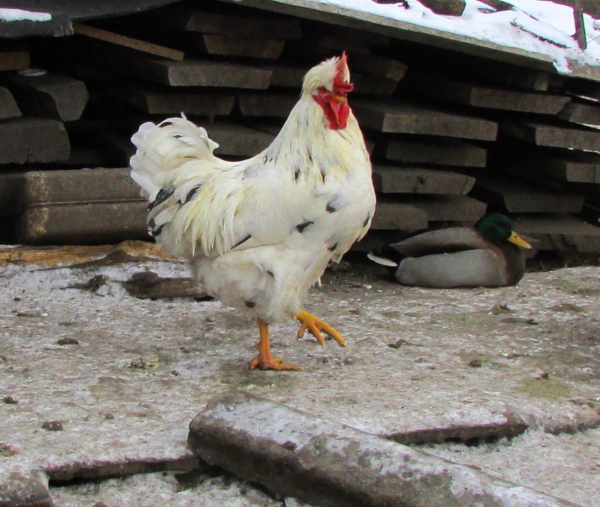 Леггорн мраморный куры