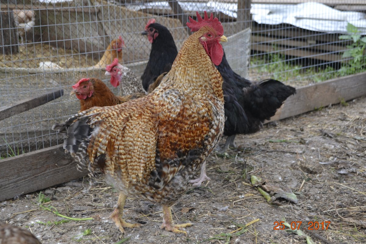 Леггорн Изабель порода