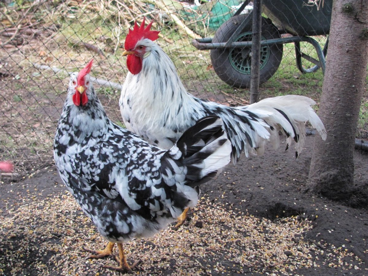 Куры Леггорн Триколор