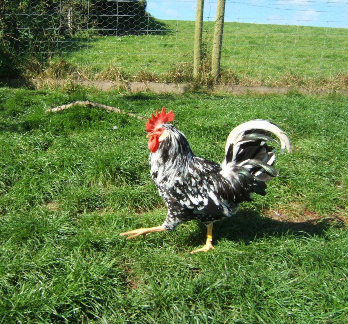 Аппенцеллер шпицхаубен