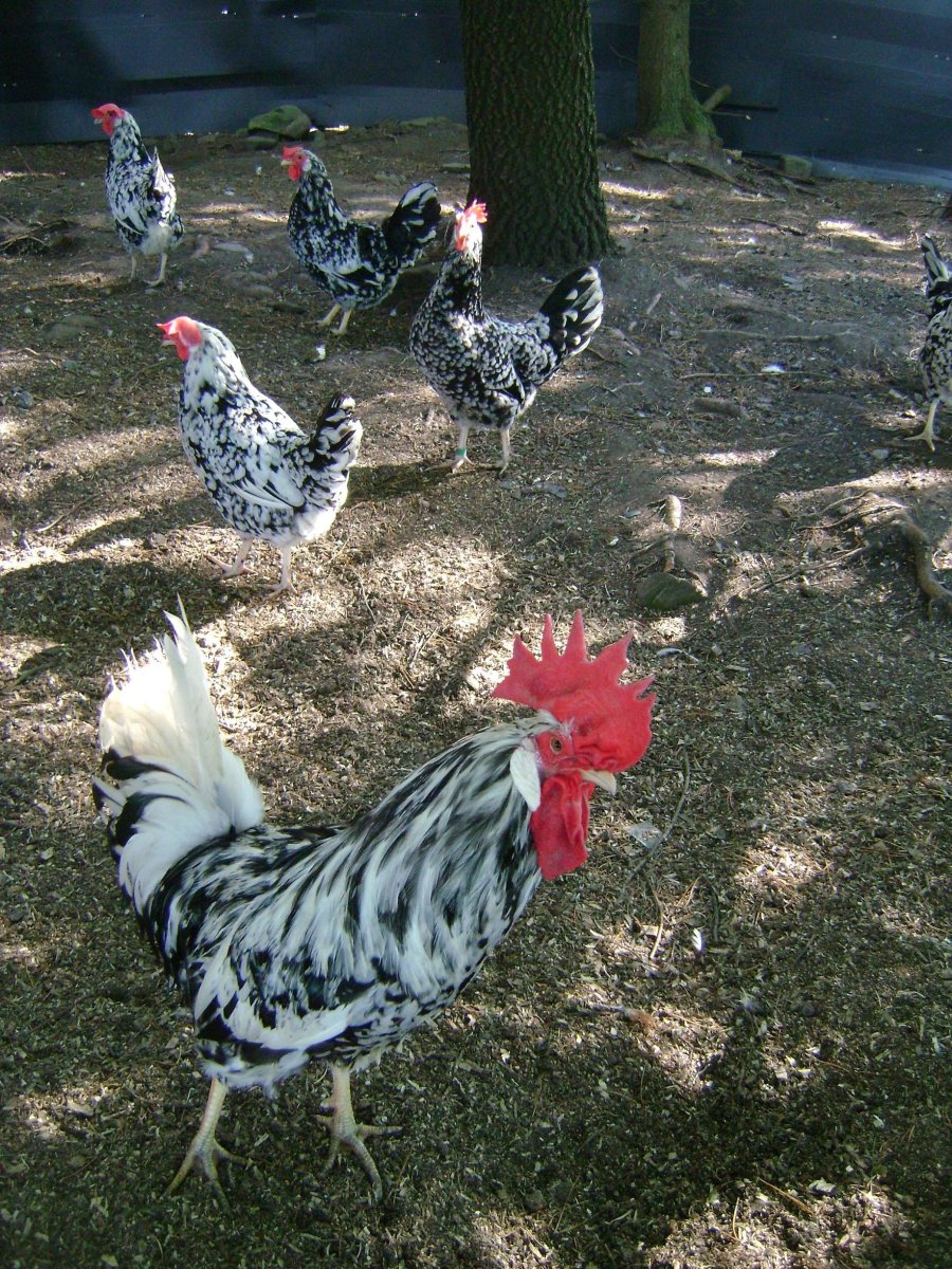 Леггорн далматинец