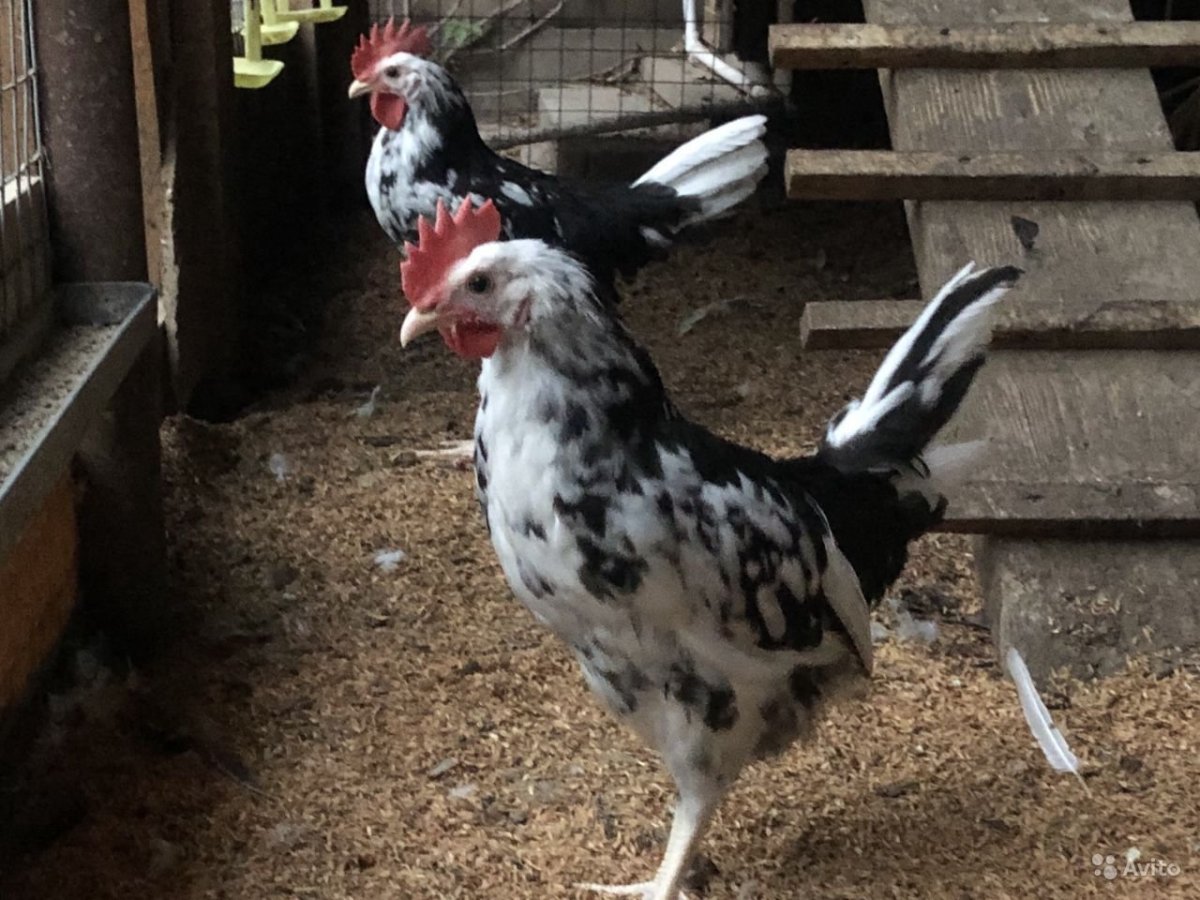 Леггорн долматин