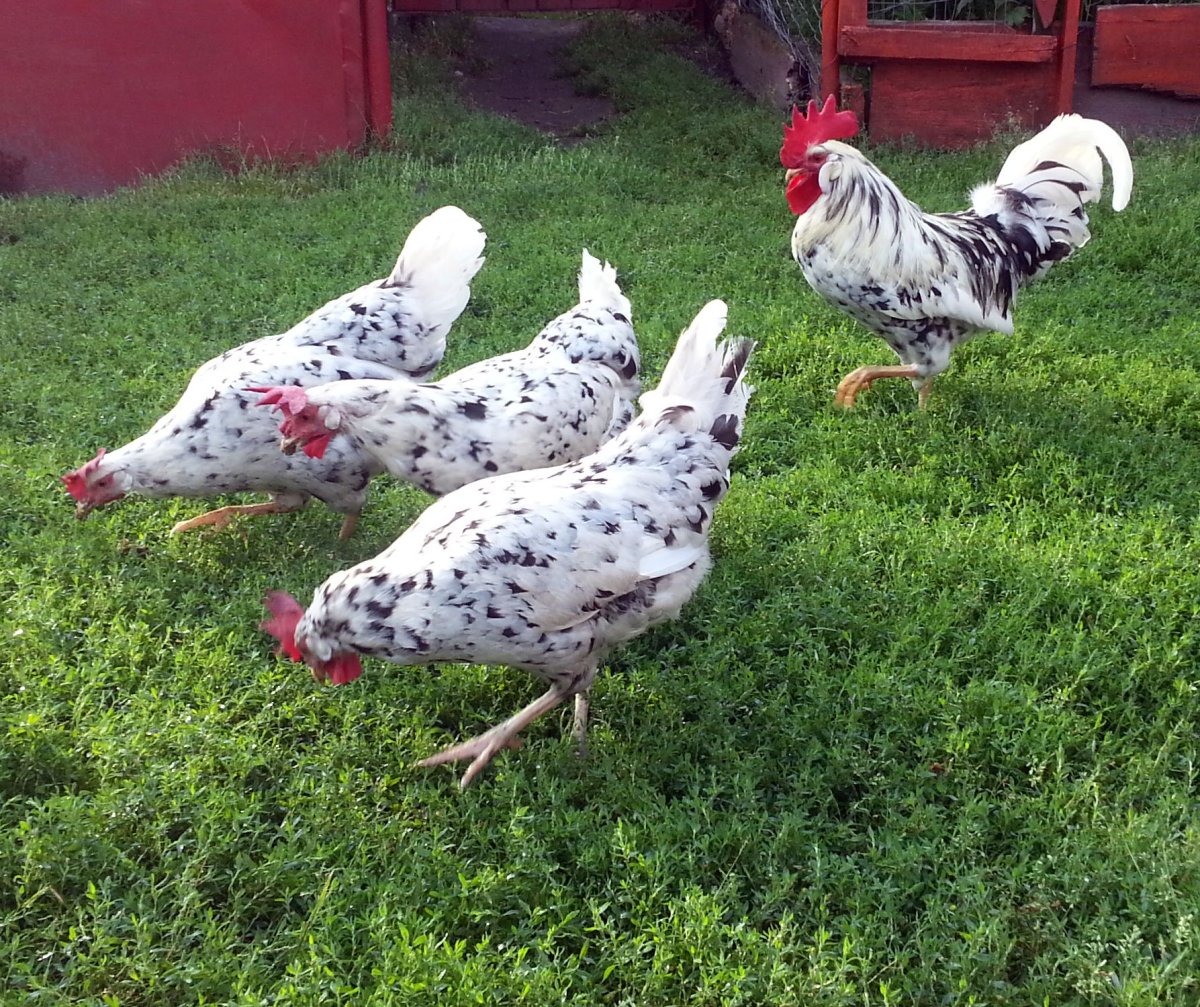 Леггорн пестрый далматинец