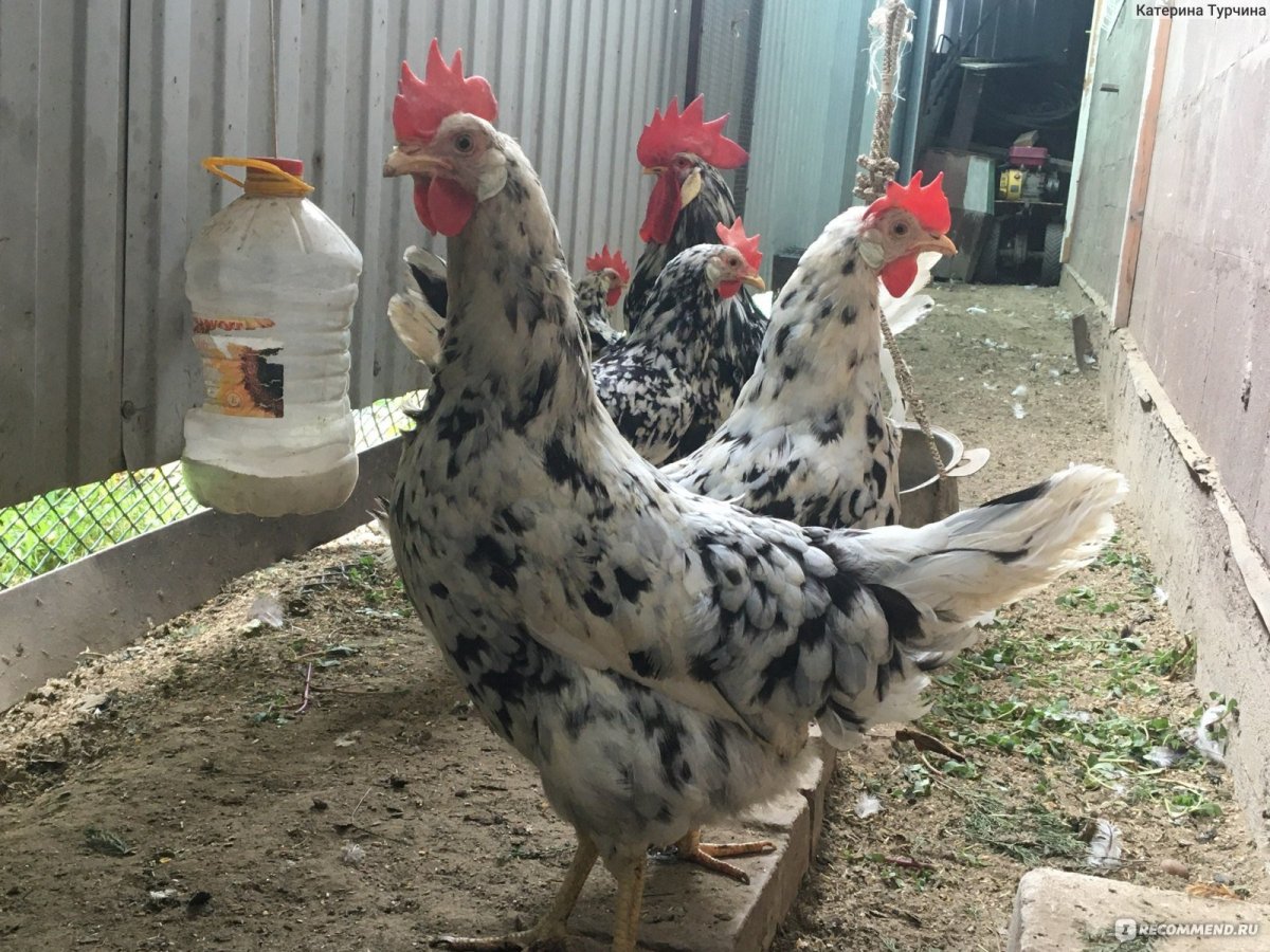 Леггорн Браун