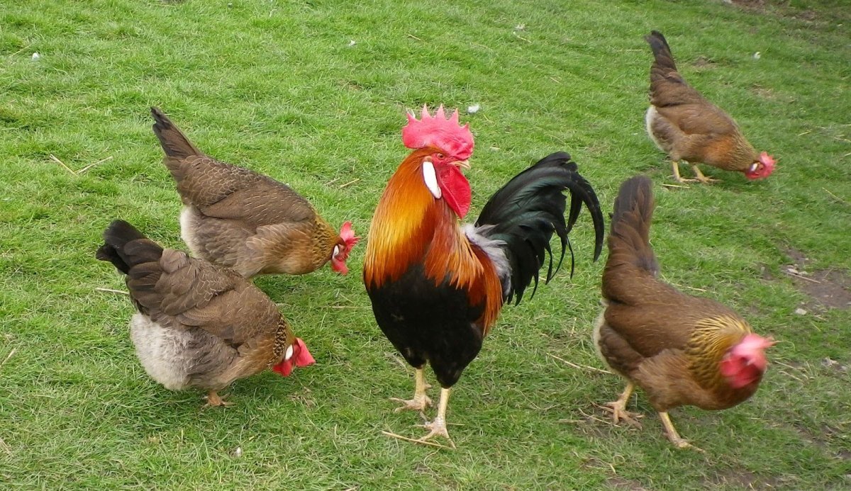 Порода кур Левинские