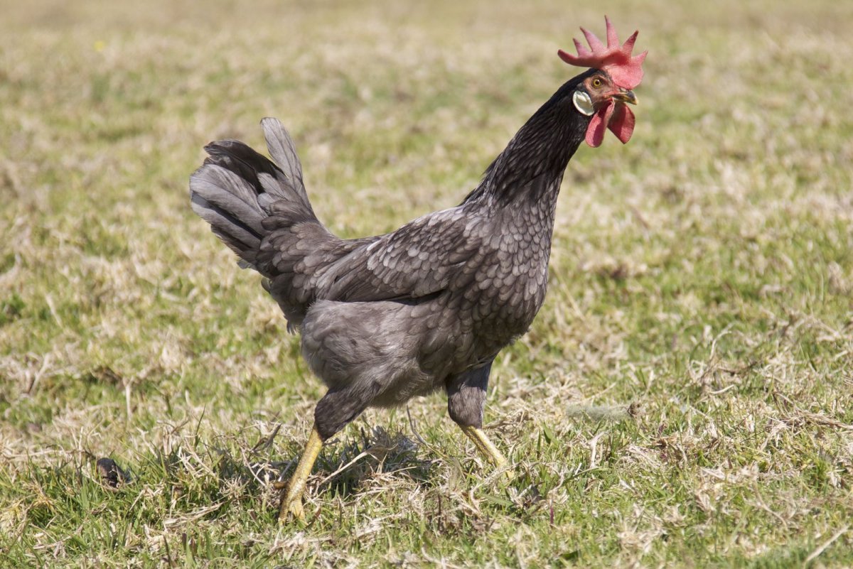 Доминик (порода кур)