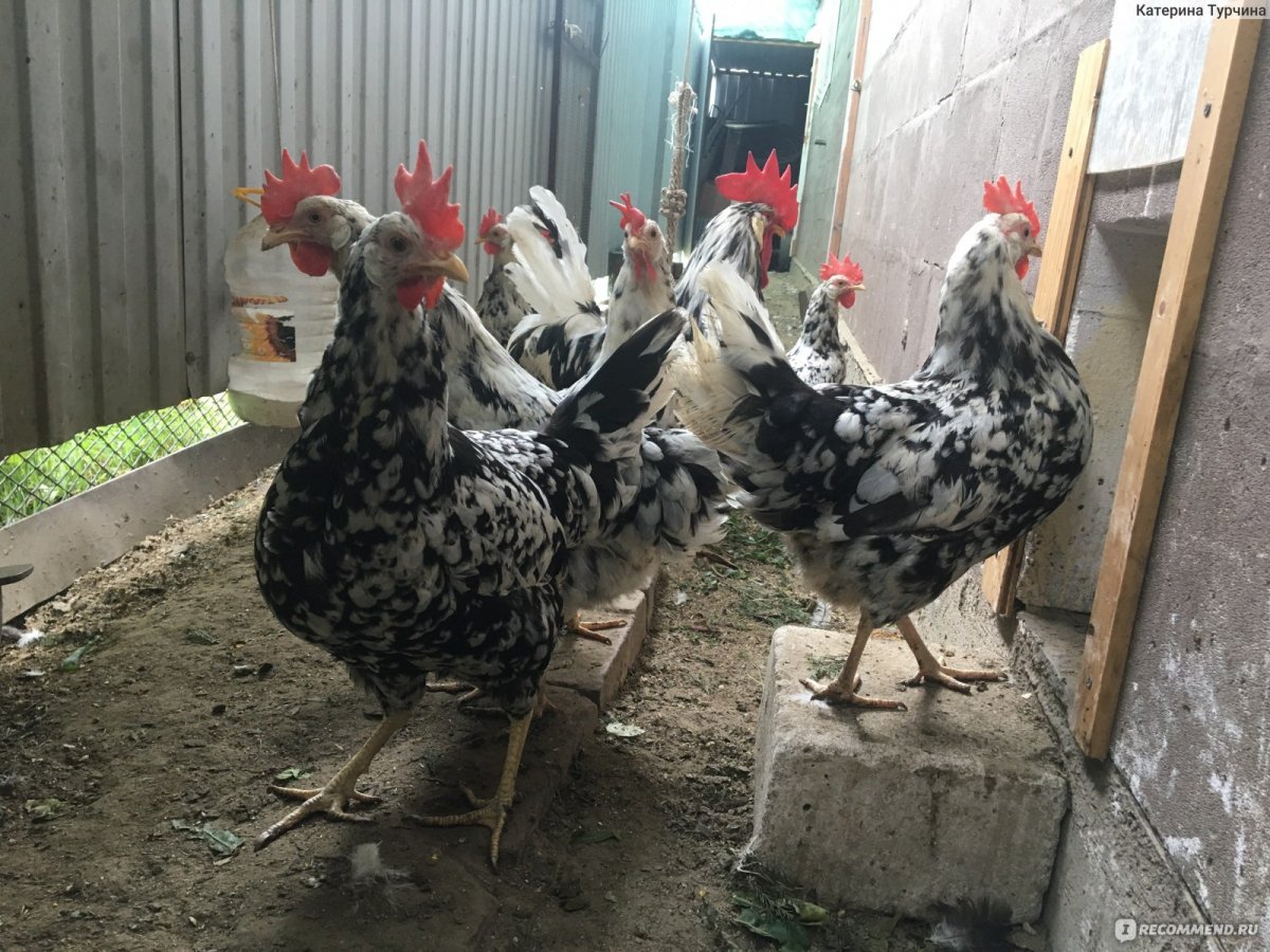 Леггорн Изабель порода