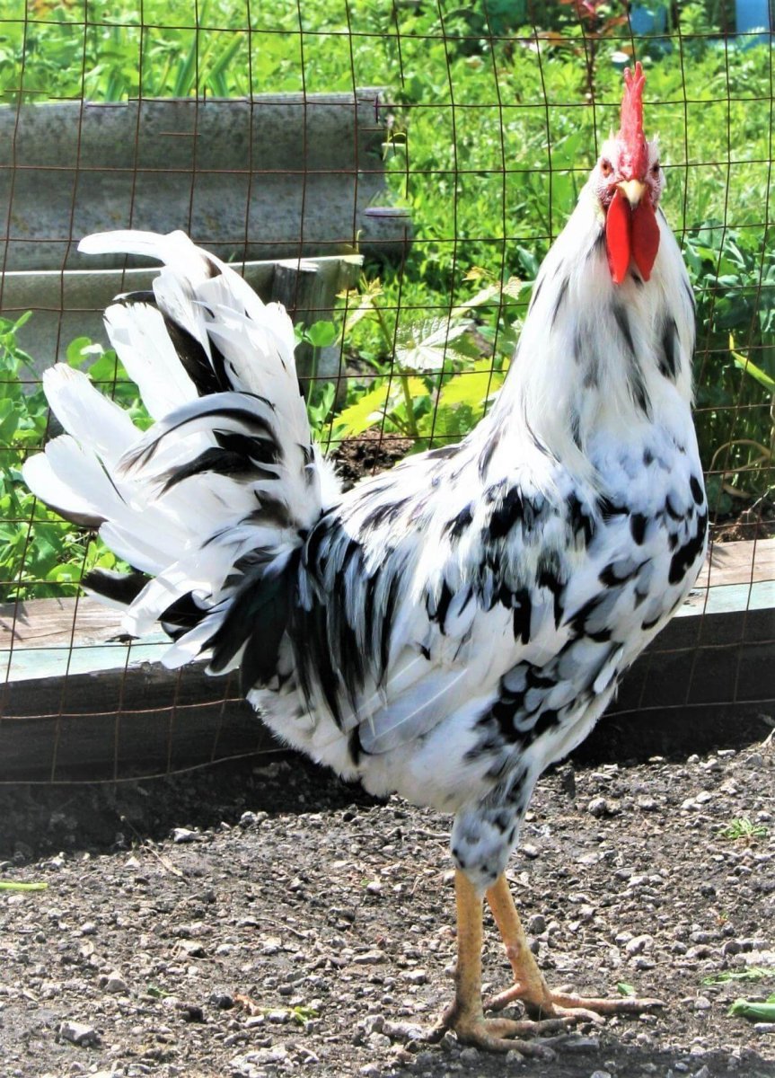 Леггорн малахит