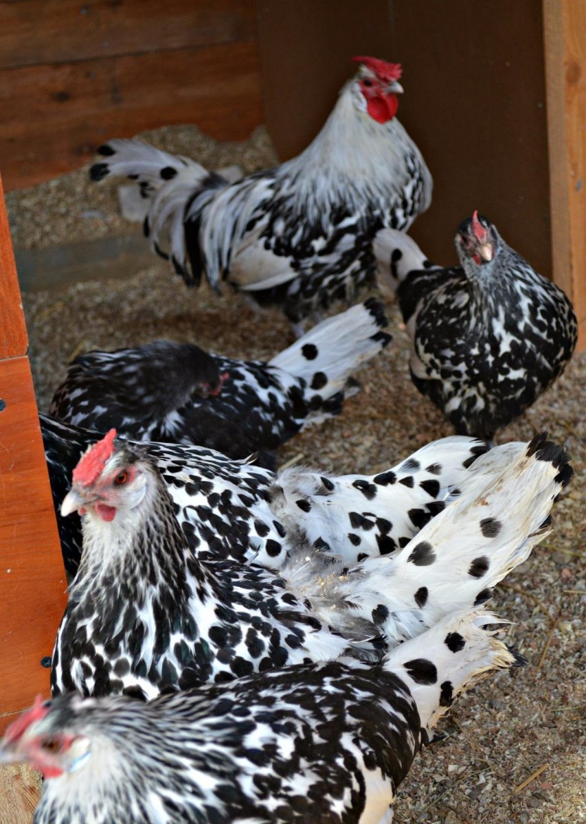 Куры Леггорн Триколор