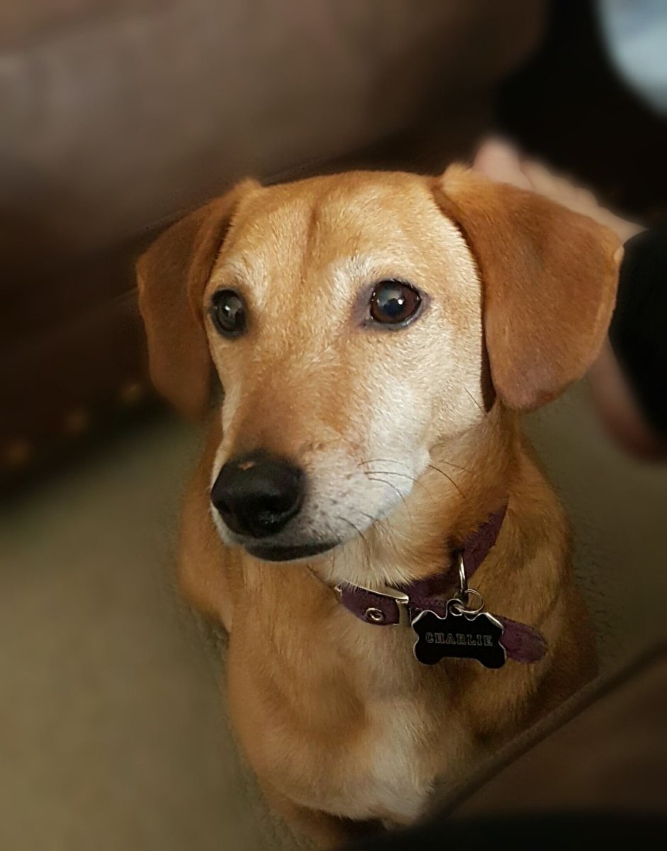 Джек-Рассел-терьер помесь