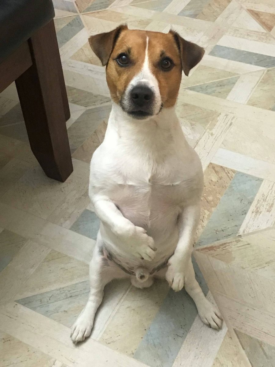 Помесь Джек Рассела и таксы