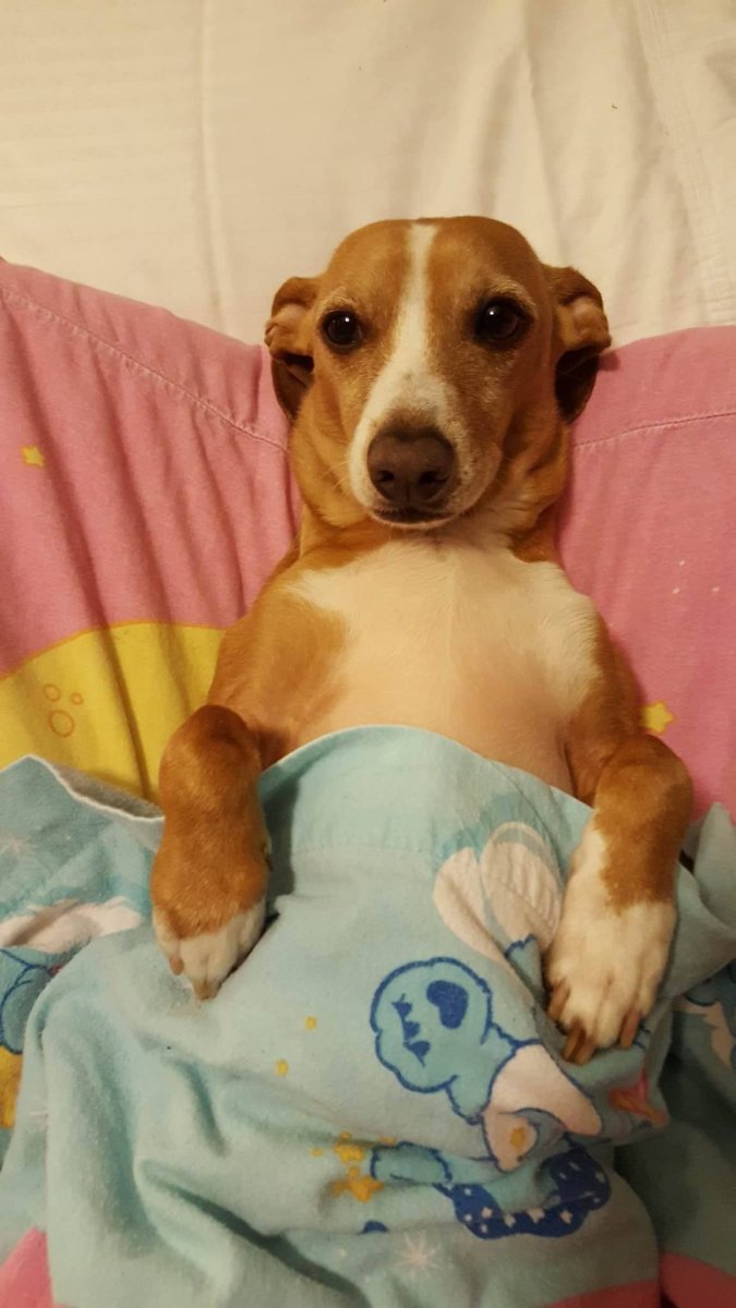 Джек-Рассел-терьер смесь