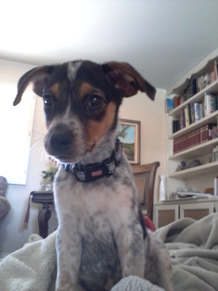 Джек Рассел пинчер