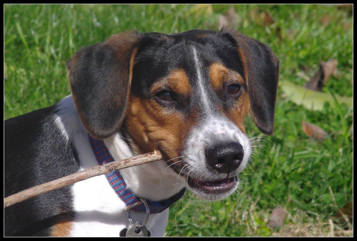 Такса чивини