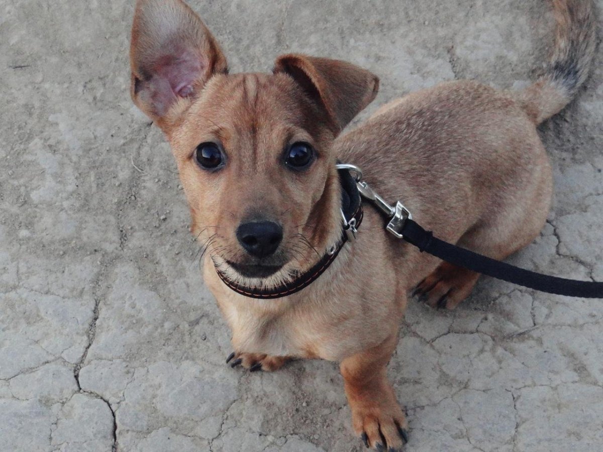 Метис Джек Рассела