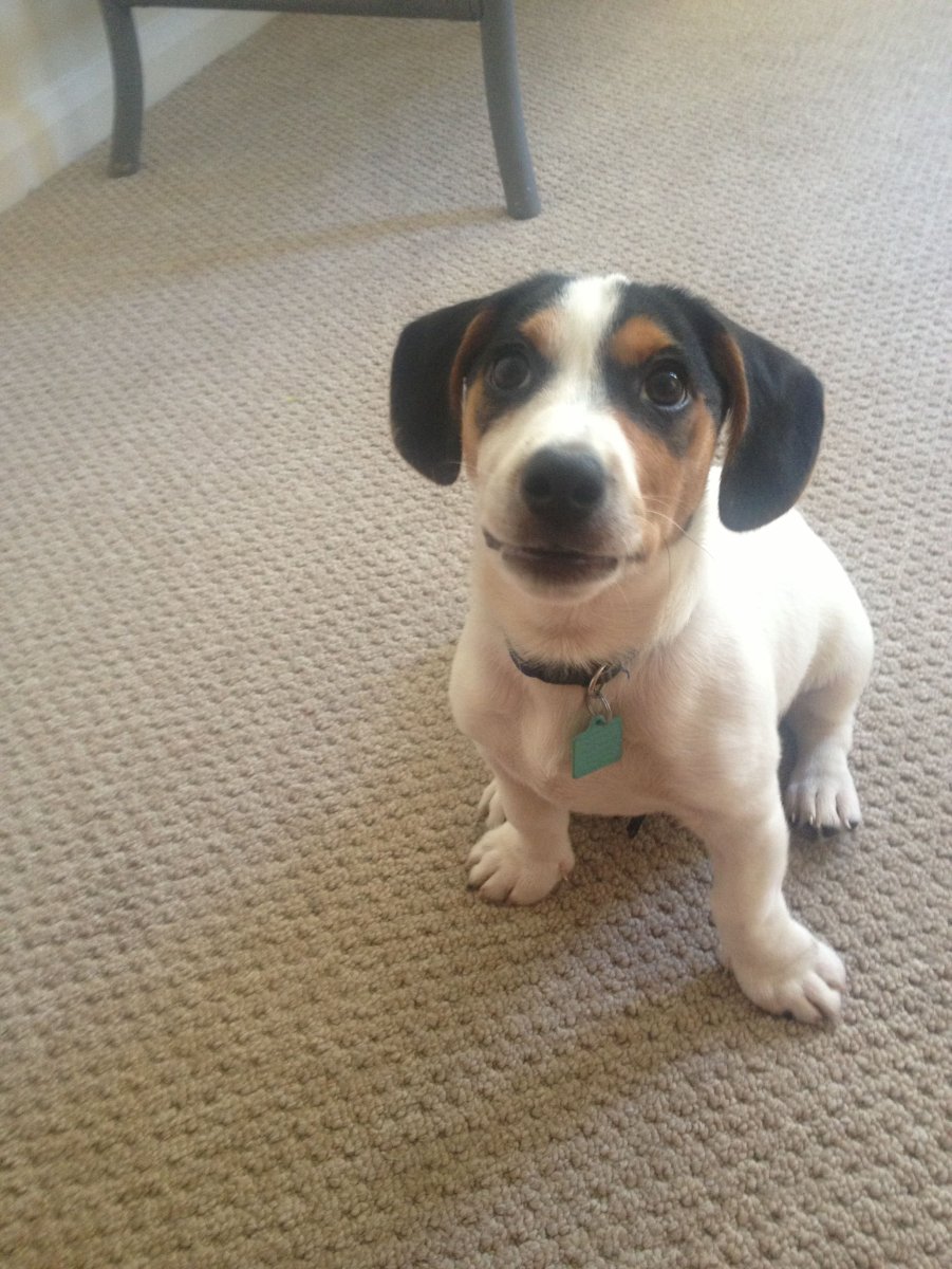 Метис таксы и Джек Рассел