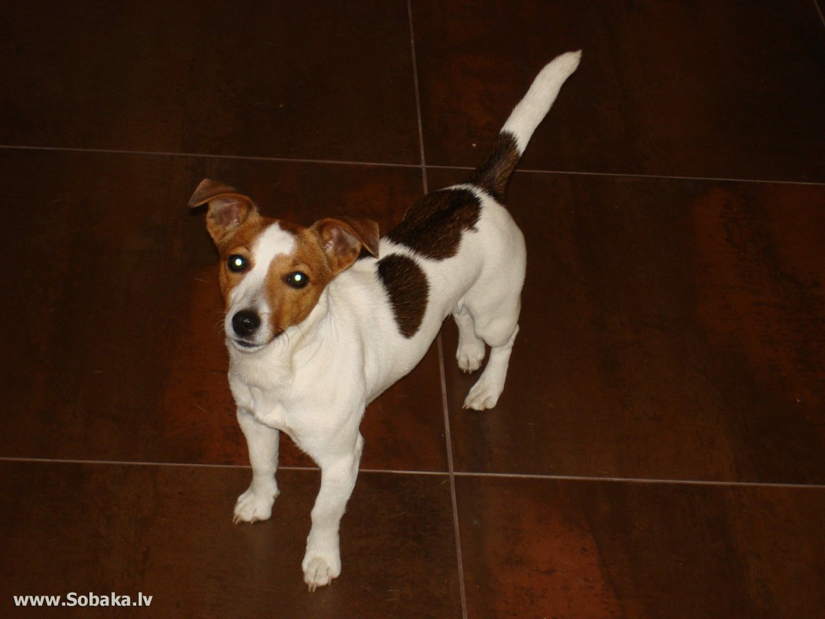 Смесь Джек Рассела и таксы