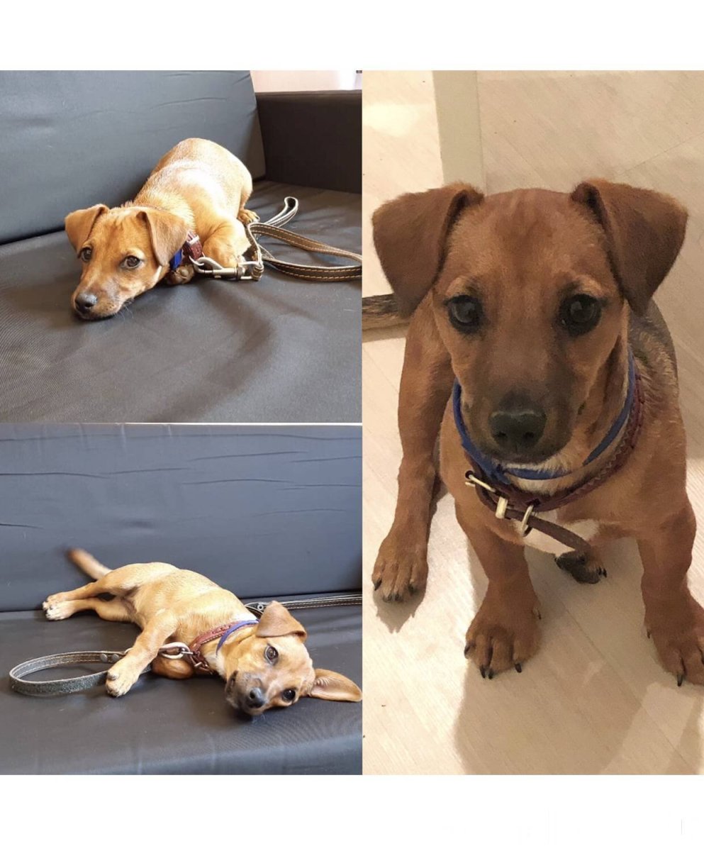 Метис таксы и Джек Рассел